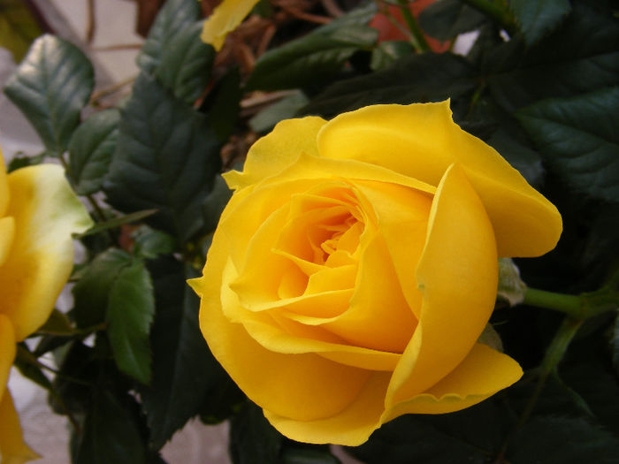 DSCF5924 - Trandafiri