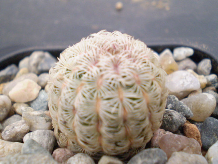 Echinocereus rubrispinus