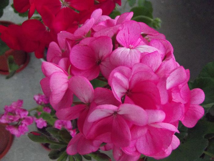 zonal pink  bicolor - Muscate 2013