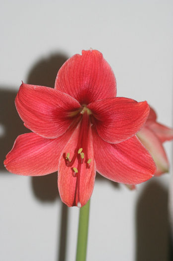 Mihai Tom - Amaryllis - 2013