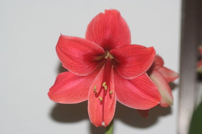 Mihai Tom - Amaryllis - 2013