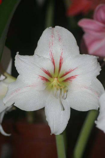 Alb Piatra Neamt - Amaryllis - 2013