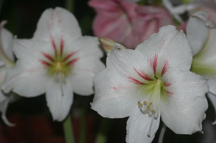 Alb Piatra Neamt - Amaryllis - 2013