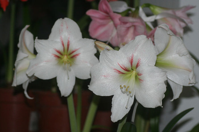 Alb Piatra Neamt - Amaryllis - 2013