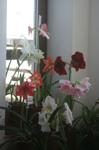 23 martie 2013 - Amaryllis - 2013