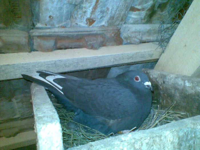 25032013(024) - Voiajori