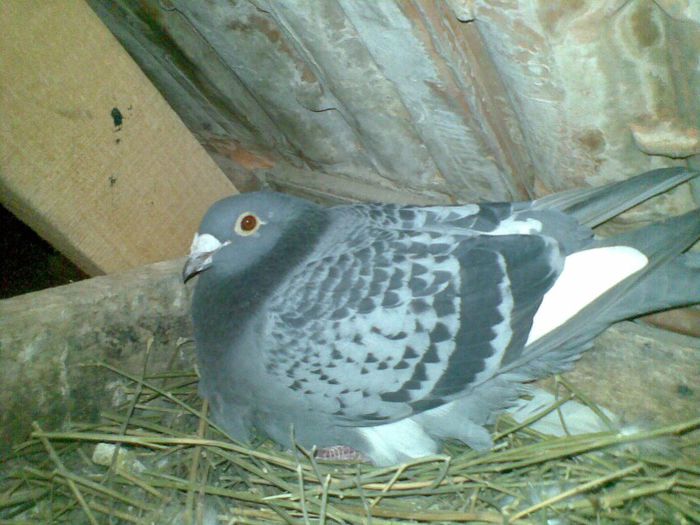 25032013(025) - Voiajori