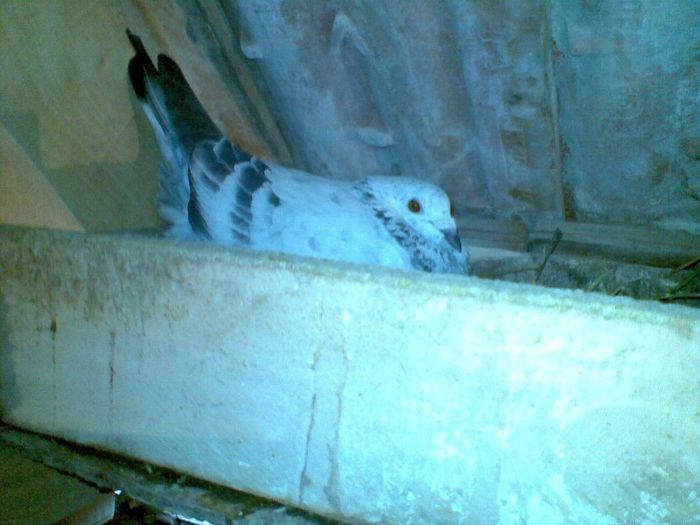 25032013(030) - Voiajori