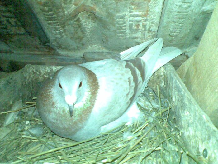 25032013(034) - Voiajori