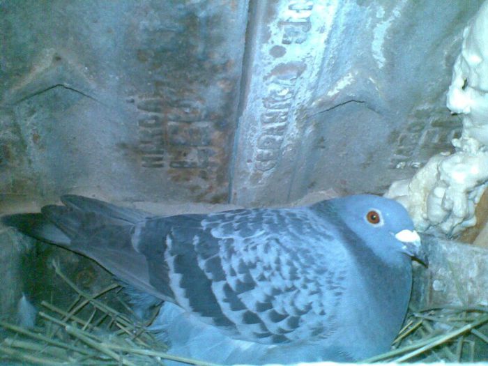 25032013(038) - Voiajori