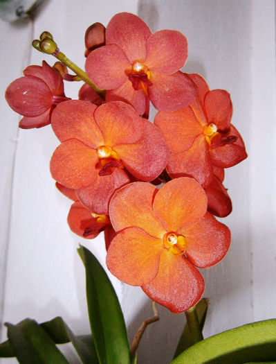 P3260038 - Reinfloriri orhidee 2013