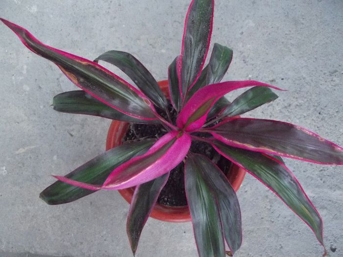 cordyline terminalis - Diverse flori