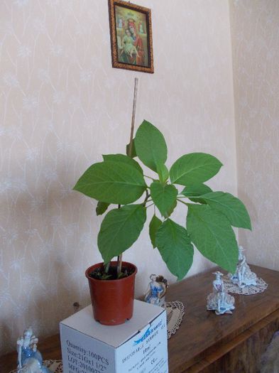 brug.Sunny de la Hapy; brug.galbena Sunny de la hapy
