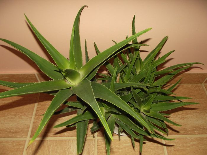 aloe (la mama) - Cactusi si suculente