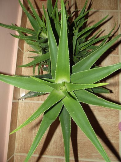 aloe 1 - Cactusi si suculente