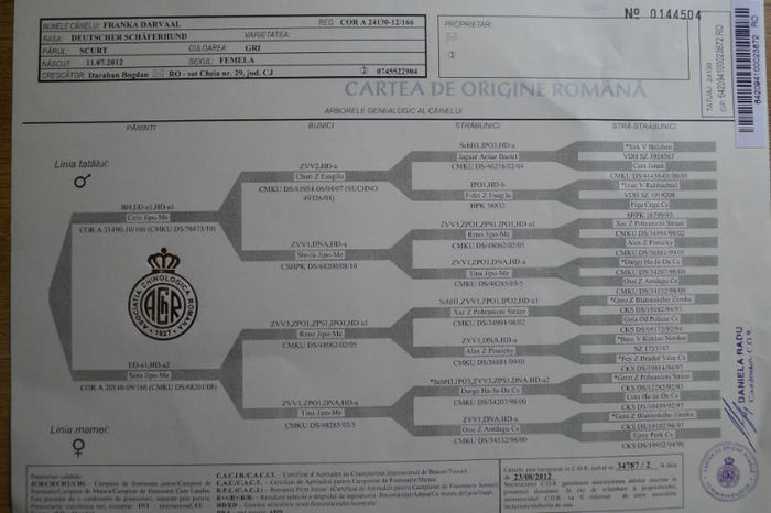 pedigree Franka - FRANKA DARVAAL