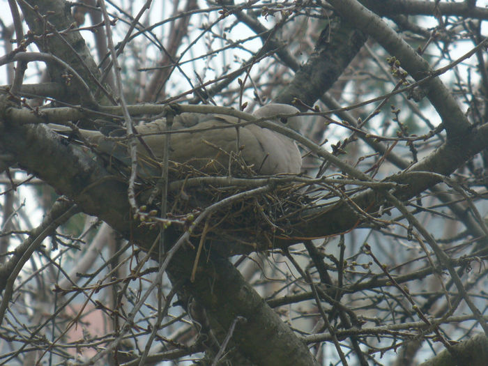 martie2013 009 - iubire neconditionata