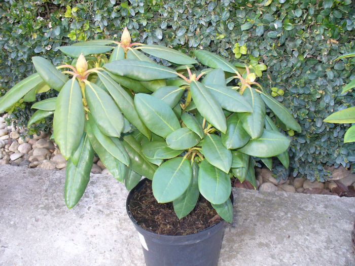 martie2013 026; Rhodo ROSEUM ELEGANS
