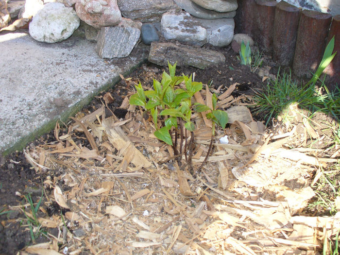 hortensie nikko blue; Hortensie NIKKO BLUE
