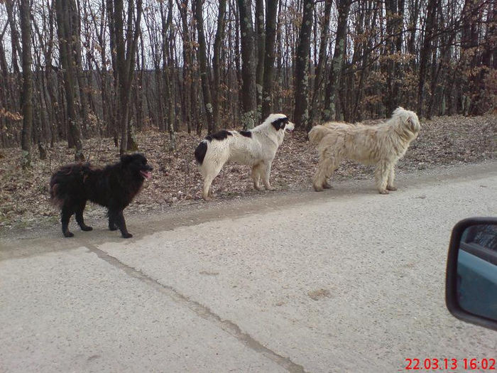 caini de oi - D2 CAINI CIOBANESTI DIN ALTE ZONE