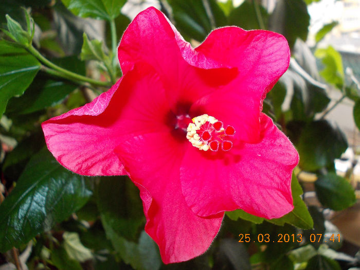 26 martie 2013-flori 006 - martie 2013