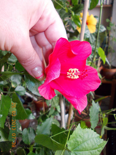 hibi rosu simplu - martie 2013