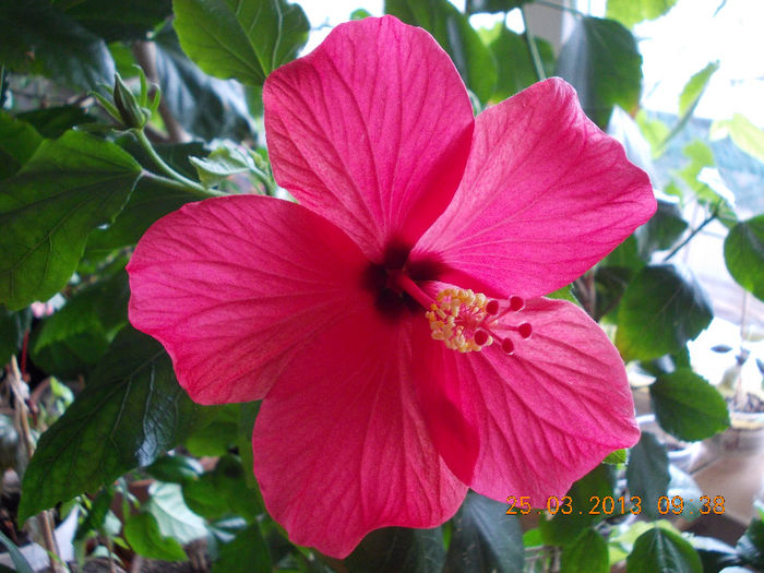 26 martie 2013-flori 015 - martie 2013