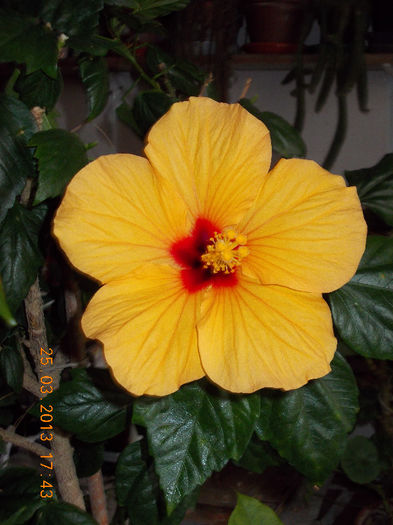 hibi port cu ochi rosu - martie 2013