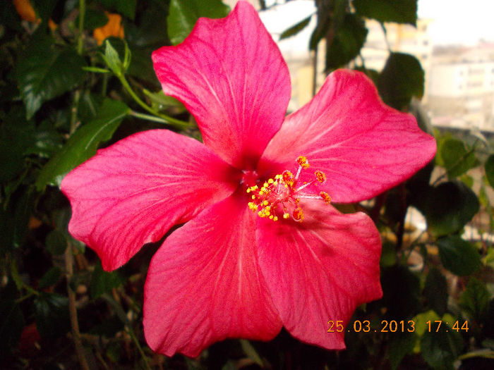 26 martie 2013-flori 036 - martie 2013