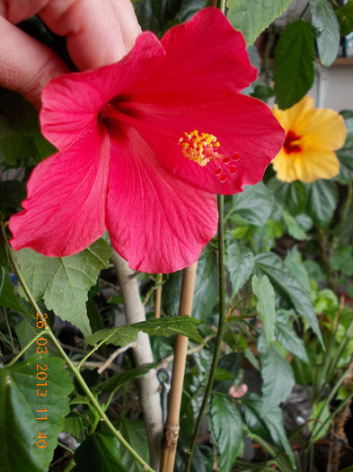 hibi-duet - hibiscus -1