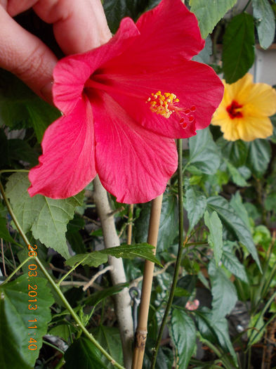 26 martie 2013-flori 061 - hibiscus -1