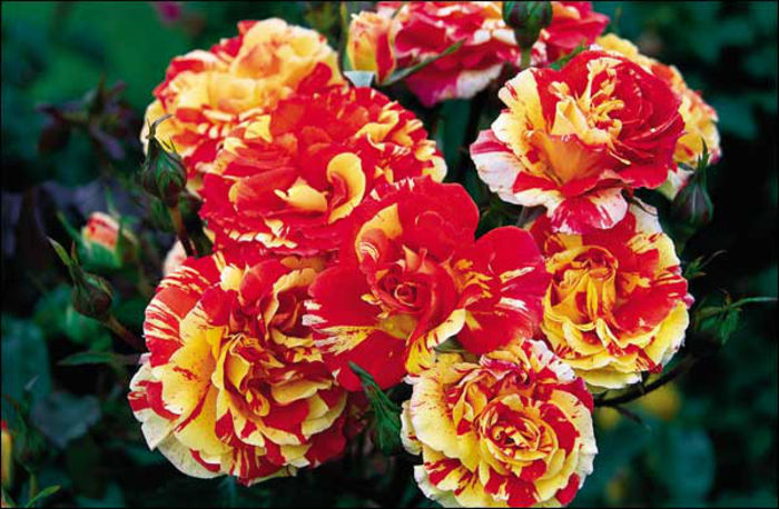 oranges_n_lemons-600[1]