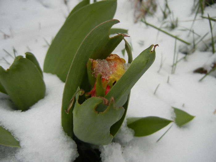 Tulipa Stresa (2013, March 26)