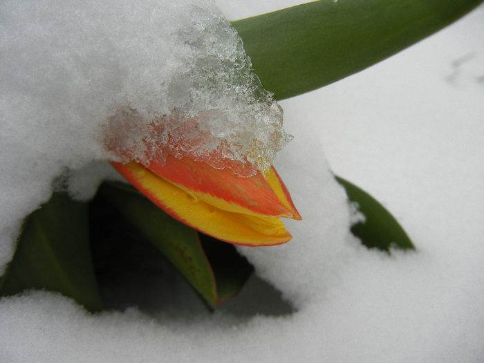 Tulipa Stresa (2013, March 26)