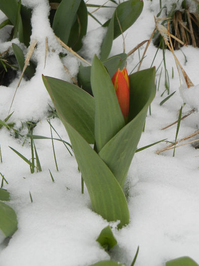 Tulipa Stresa (2013, March 26)