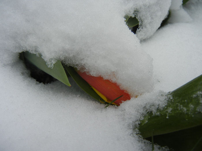 Tulipa Stresa (2013, March 26)