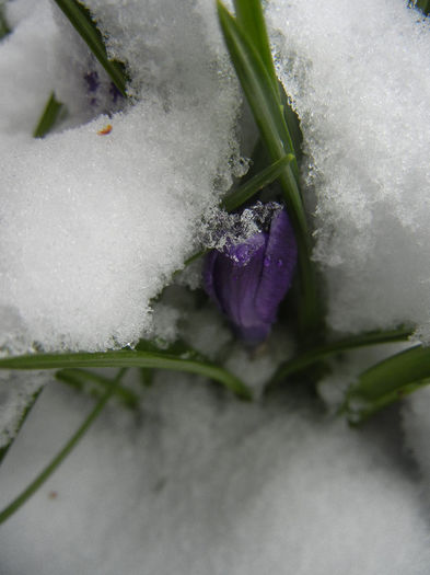 Crocus Negro Boy (2013, March 26)