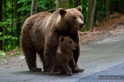 images (7) - ursul brun