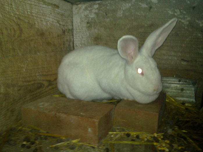 20130320_018 - iepuri 2013