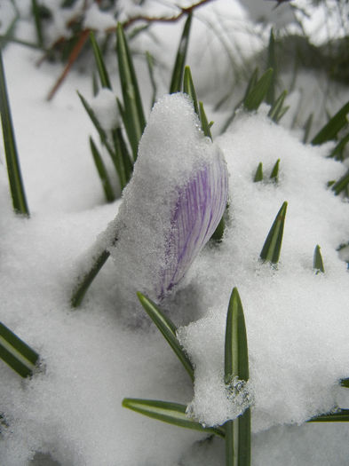 Crocus King of the Striped (2013, Mar.26)
