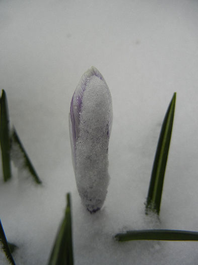 Crocus King of the Striped (2013, Mar.26) - Crocus King of the Striped