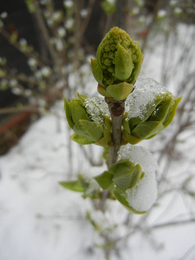White Lilac Tree (2013, March 26) - Syringa vulgaris White