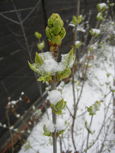 White Lilac Tree (2013, March 26) White Lilac Tree (2013, March 26)