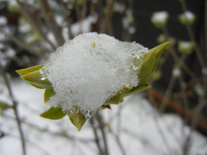 White Lilac Tree (2013, March 26) - Syringa vulgaris White