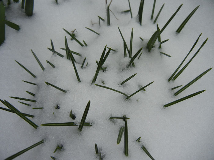 Crocus in the Snow (2013, March 26) Crocus in the Snow (2013, March 26)