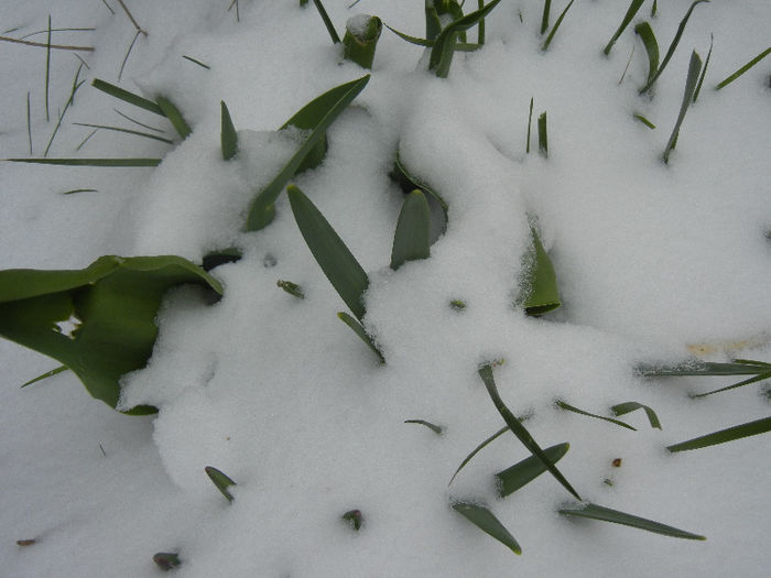 2013, March 26 - 03 Garden in March