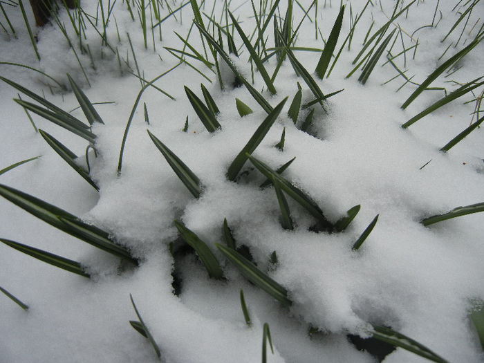 Crocus in the Snow (2013, March 26) - 03 Garden in March