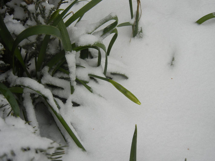 Daffodils in the Snow (2013, Mar.26) - 03 Garden in March