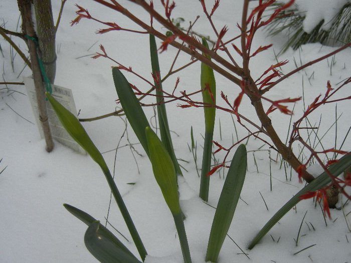 Daffodils in the Snow (2013, Mar.26) - 03 Garden in March