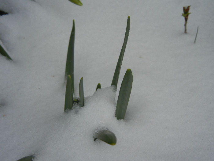 Daffodils in the Snow (2013, Mar.26) Daffodils in the Snow (2013, Mar.26)